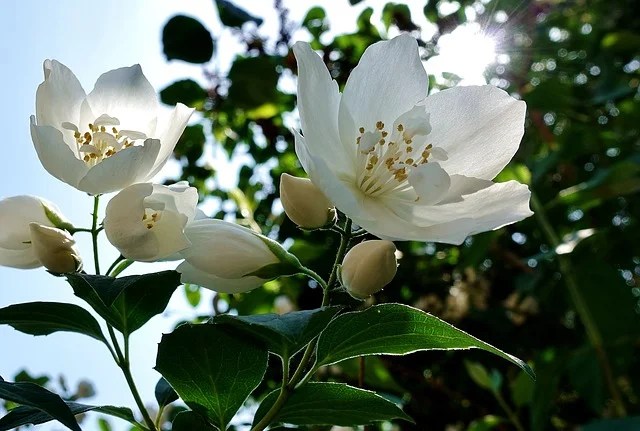 10 Nama Bunga Yang Paling Mudah Untuk Dirawat - Muffingraphics.com 431_X_640_jpg