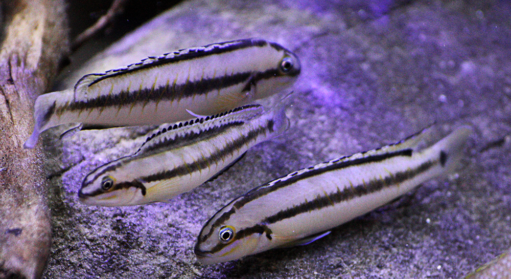 Telmatochromis vittatus