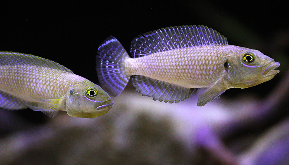 Lamprologus callipterus