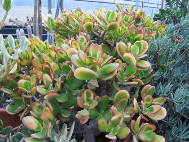 翡翠 金のなる木 写真付きの病気と害虫 太った女性 病気や害虫の症状