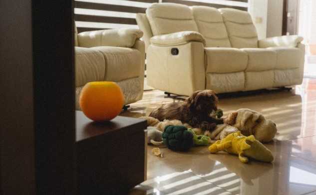 Cara membuat rutinitas pembersihan ramah anjing di rumah