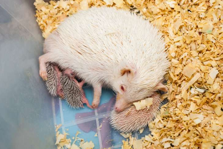 Every product is independently selected by (obsessive) editors. Best Bedding for Hedgehogs 2019: Reviews & Guide - My Life