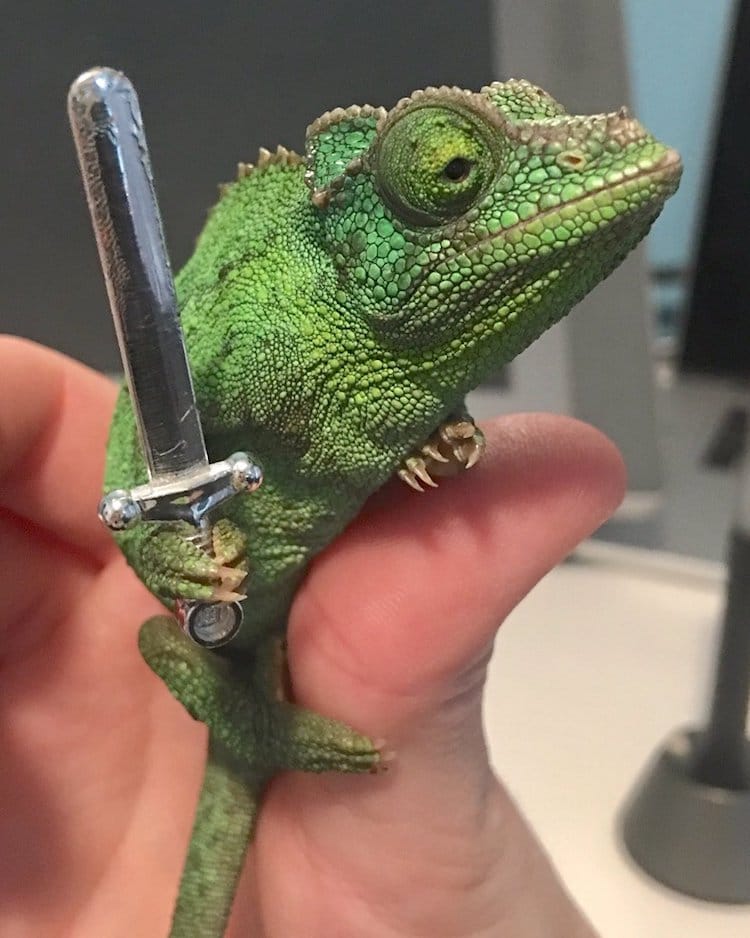 Though i've been talked about and . Pet Chameleon Charms the Internet by Holding Tiny Swords