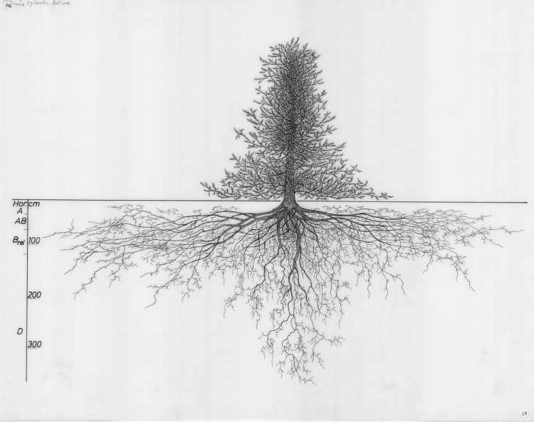 These cat facts that will blow your mind and make you see cats very differently. Amazing Plant Drawings Explore The Unseen Beauty Of Tree Root Systems