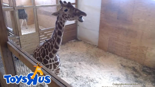 Animal adventure is an interactive educational animal park; How Much Money Animal Adventure Park April Giraffe Make On Youtube Naibuzz