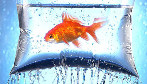 66 new fish wallpapers images in full hd, 2k and 4k sizes. 30 Spectacular Examples Of Fish Wallpaper Naldz Graphics