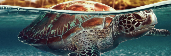 Turtle Desktop Background - Sea Turtle Hd Wallpaper Download Sea Creature Wallpapers /