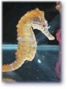 10 foto selfie binatang yang bakal bikin senyum dan . Kuda Family Name