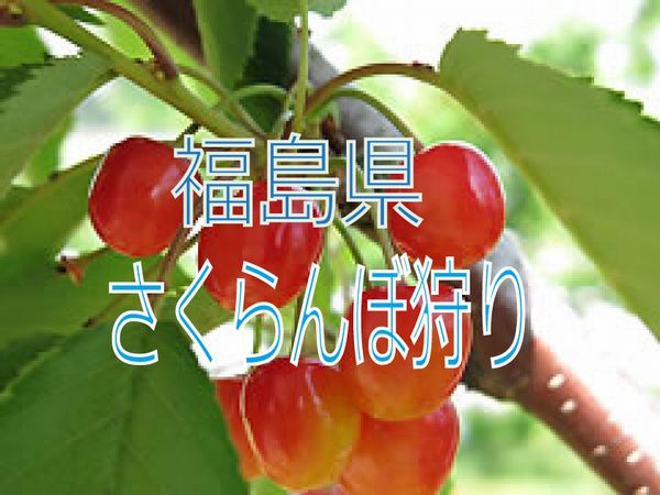福島県でさくらんぼ狩りの食べ放題プランのあるおススメ農園3選 ライフ8972