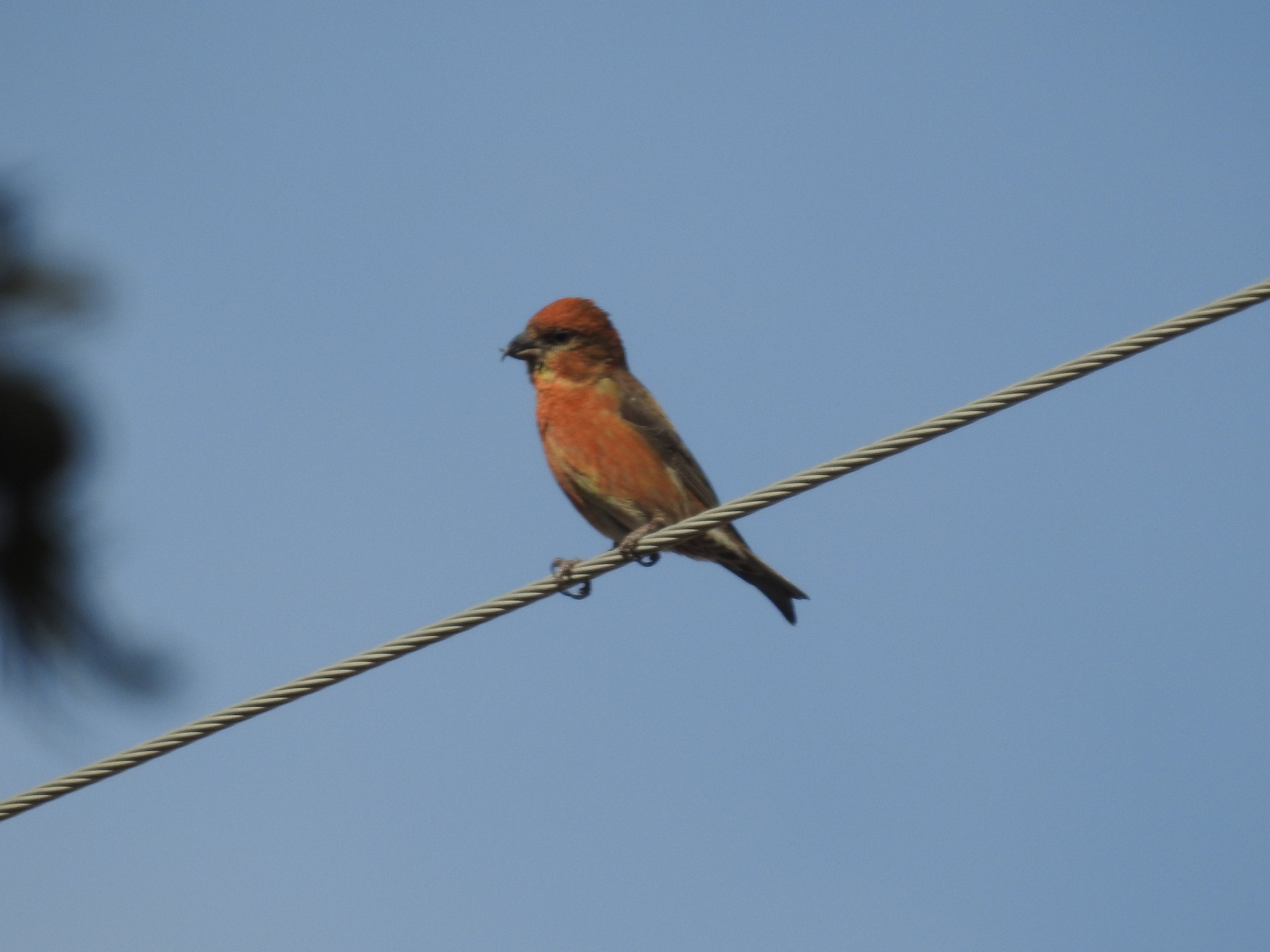 Red Crossbill Loxia Curvirostra Audubon