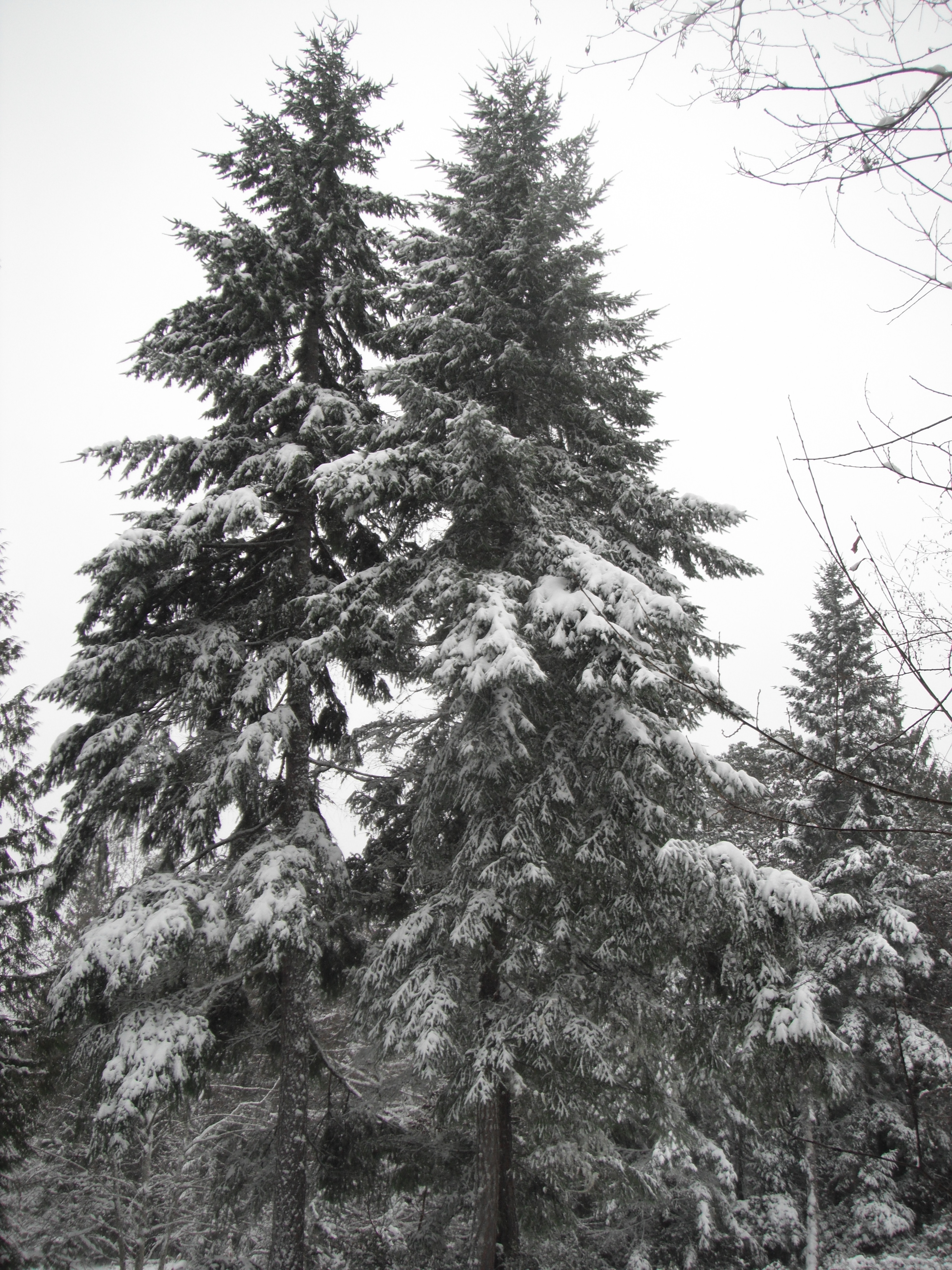We'll tell you where to buy a christmas tree with even the busiest lifestyle. Douglas Fir, Pseudotsuga menziesii | Native Plants PNW