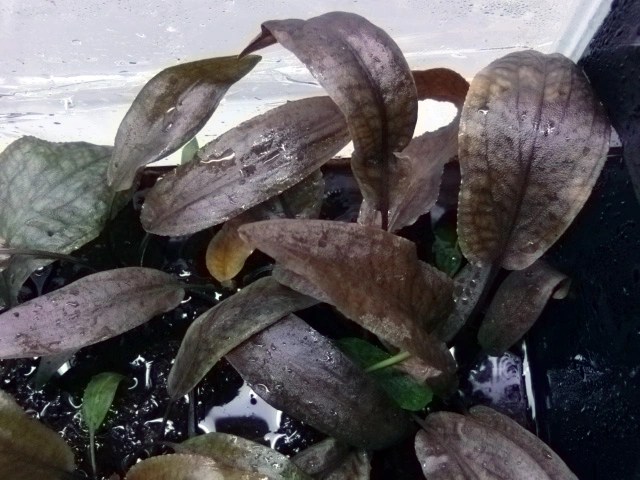 クリプトコリネ スワイテシー タイプ2 – 熱帯魚・水草 ナチュラ