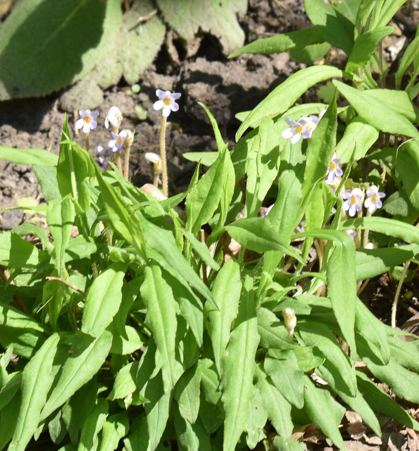 Learn about ways to identify spiders that live in gardens. What Is This Slender Pale Purple Tubular Flower With No Leaves Natural Crooks Ramblings