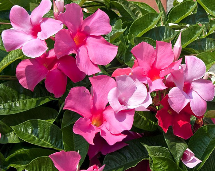 They lend structure and stability, and over time, as they increase in size. How to grow Mandevilla in a container | Growing Mandevilla