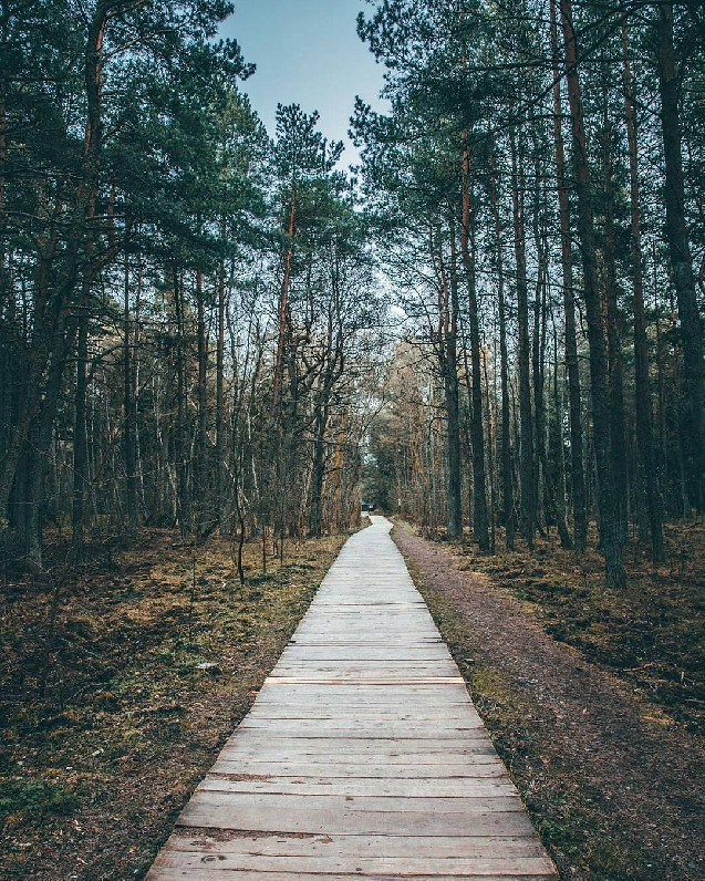 Национальный парк куршская коса — самый маленький,но один из самых посещаемых в стране. Kurshskaya Kosa Ocharovanie Prirody Tatyana Somova