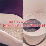 猫がトイレにいかない!?【病気かなと思ったらまず確認する事】