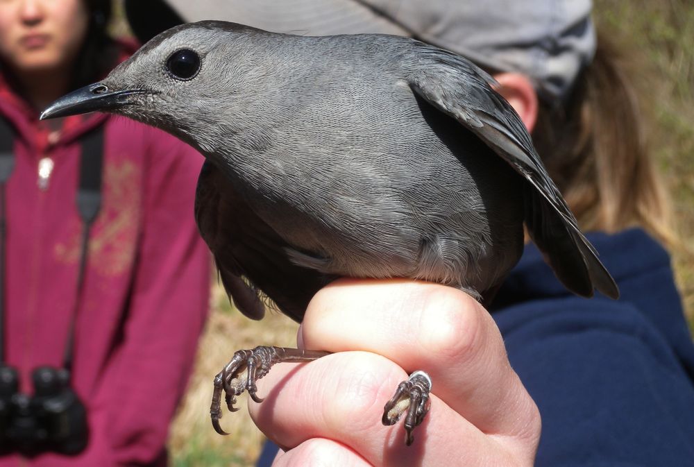 Banding mimids- Gray Catbird and Brown Thrasher by Drew Weber
