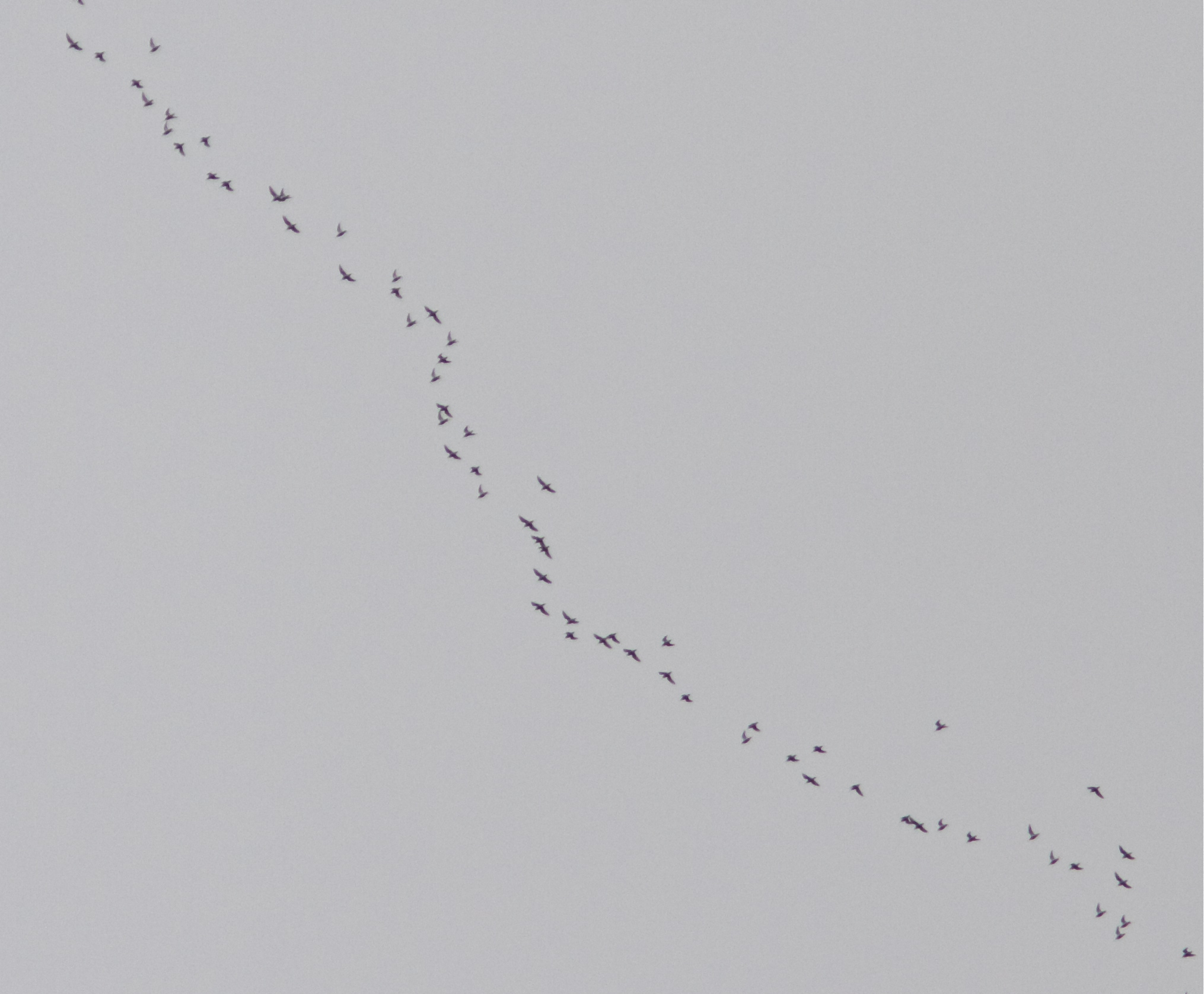 The first two photos are the same flock. It seems to be mixed. You really need to zoom in to see much.