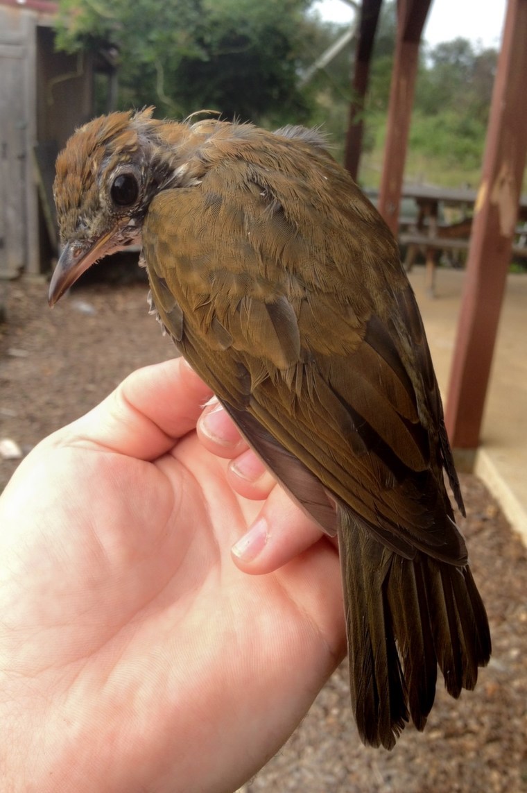 Wood Thrush (Photo by Alex Lamoreaux)