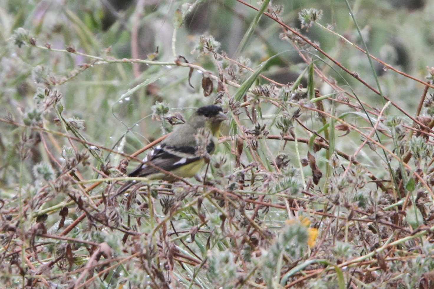 Lesser Goldfinch (Photo by Nathan Goldberg)