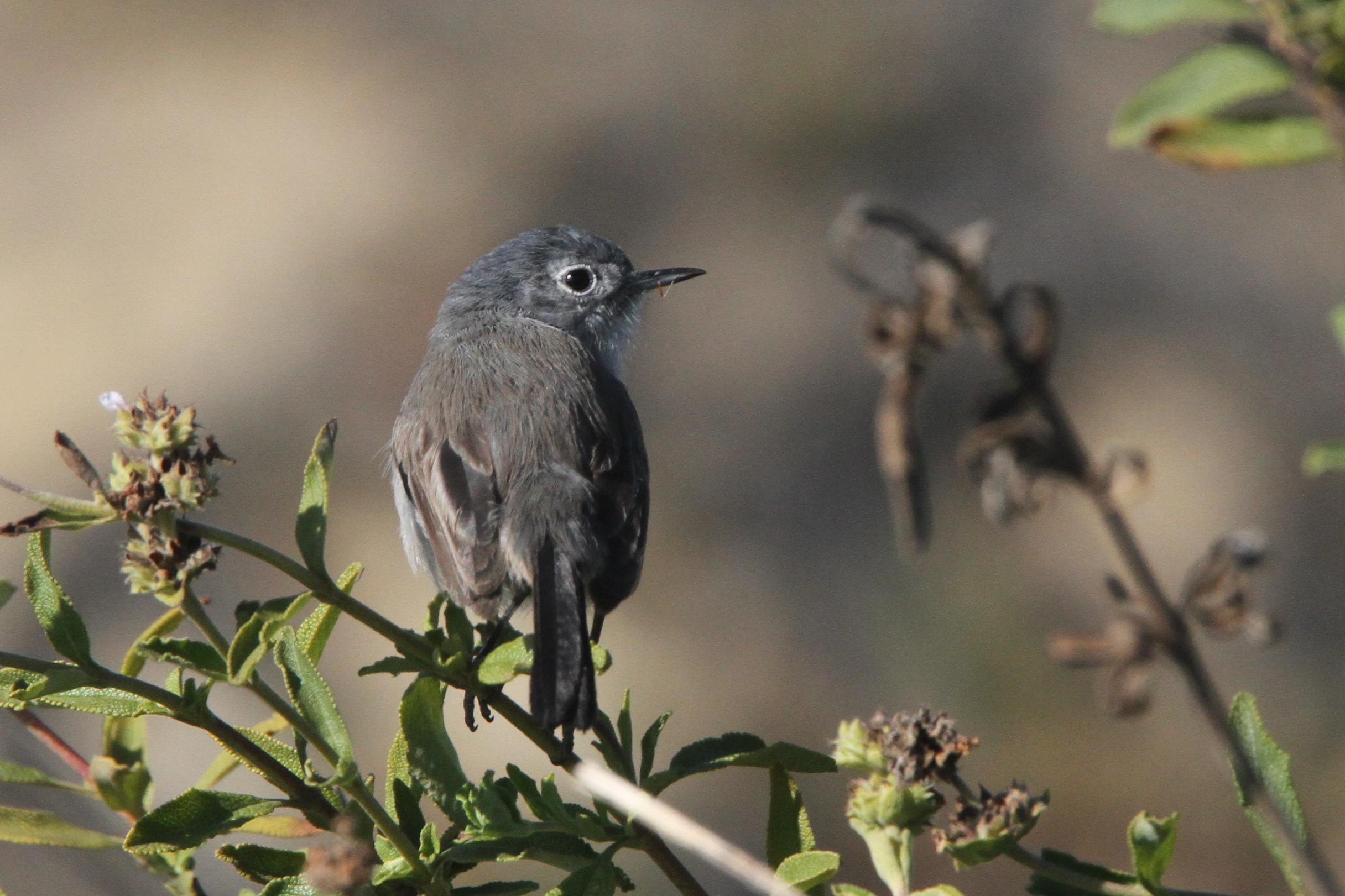 Female California Gnatcatcher (Photo by Nathan Goldberg)