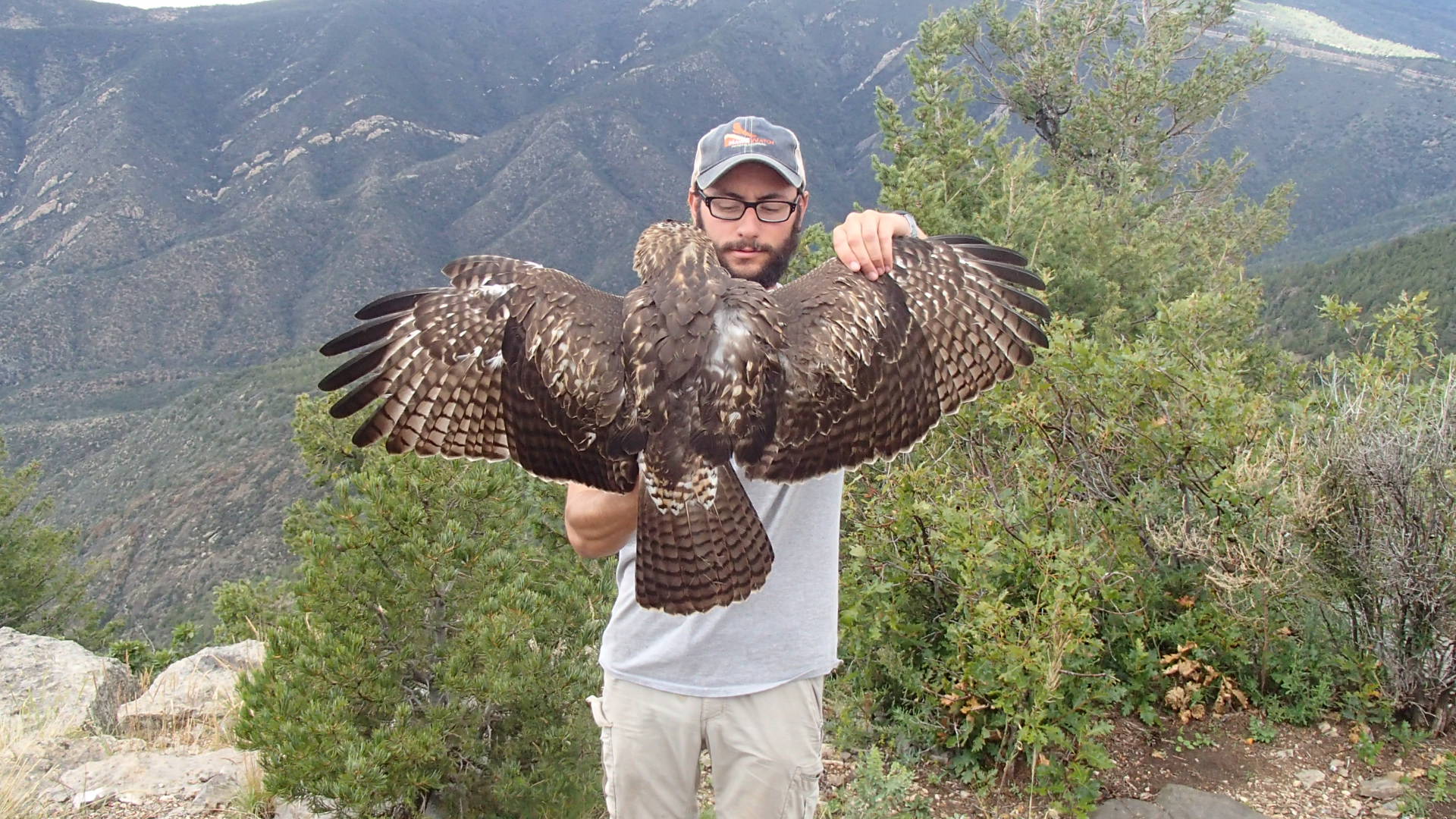 Immature red-tailed hawk from behind. Not a speck of red to be found in the tail, and also check out the pale upper tail coverts, and wing panels the size of Texas (photo by Olivia DaRugna)