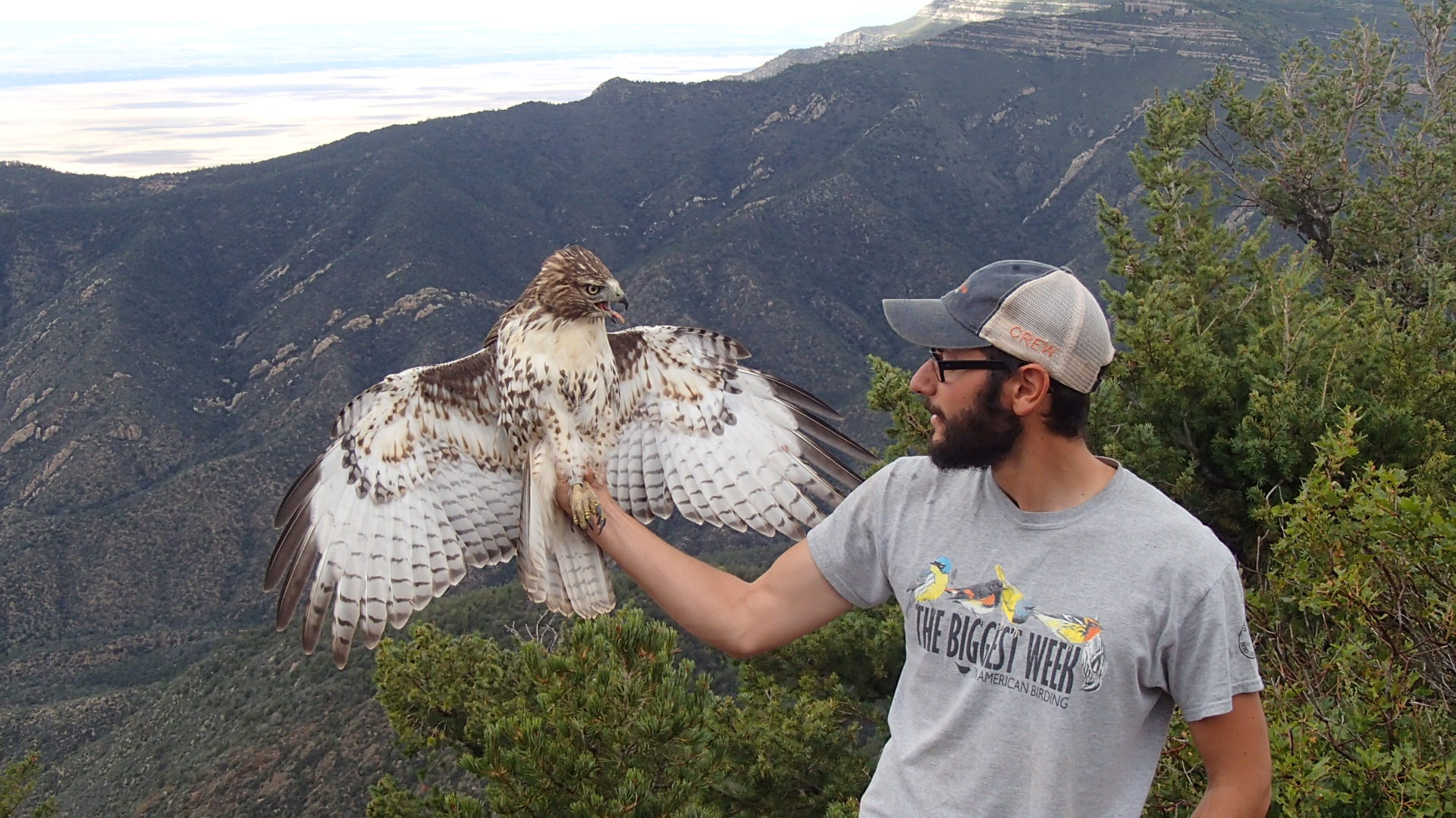 Immature red-tailed hawk from the front (photo by Olivia DaRugna)