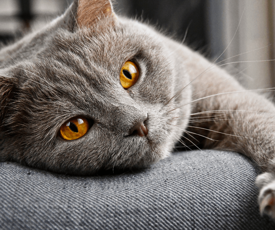 Why Cats Make Great Pets | Reasons Why You Should Have A Cat