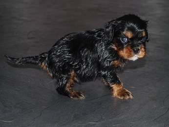 H�r �r kille 2