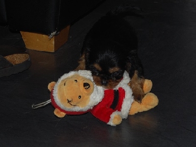 Fr�gan �r om hon kommer att f� n�gra julklappar n�sta jul .