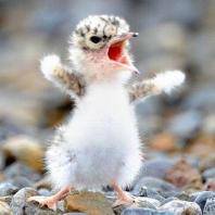 動物の激おこぷんぷん丸な画像連発 Netgeek