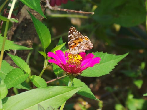 Citati o životu - Citati • NetSvet
