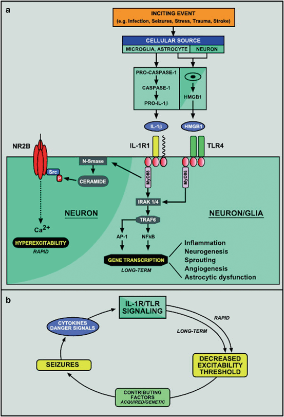 Crucial Role for Astrocytes in Epilepsy | Neupsy Key