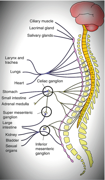 First Level: Peripheral Sympathetic and Parasympathetic Nervous System