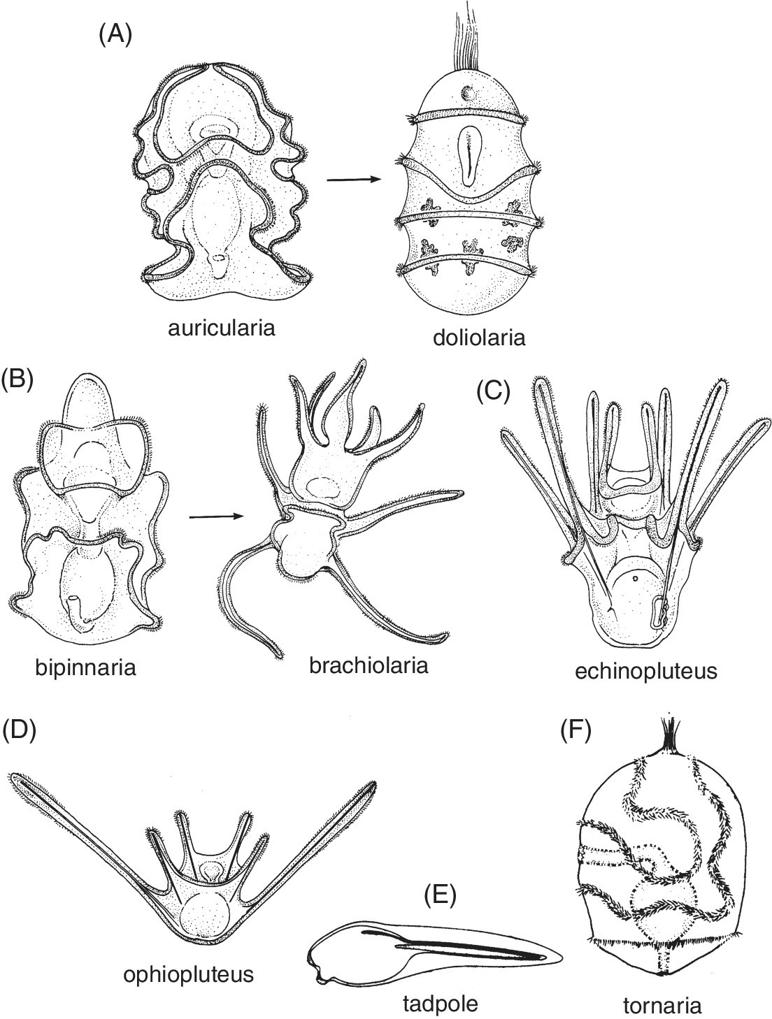 Neural Development in Invertebrates | Neupsy Key