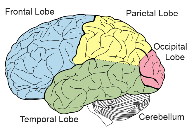 Did you know if breathing were … Brain Structure Neuroscience Education