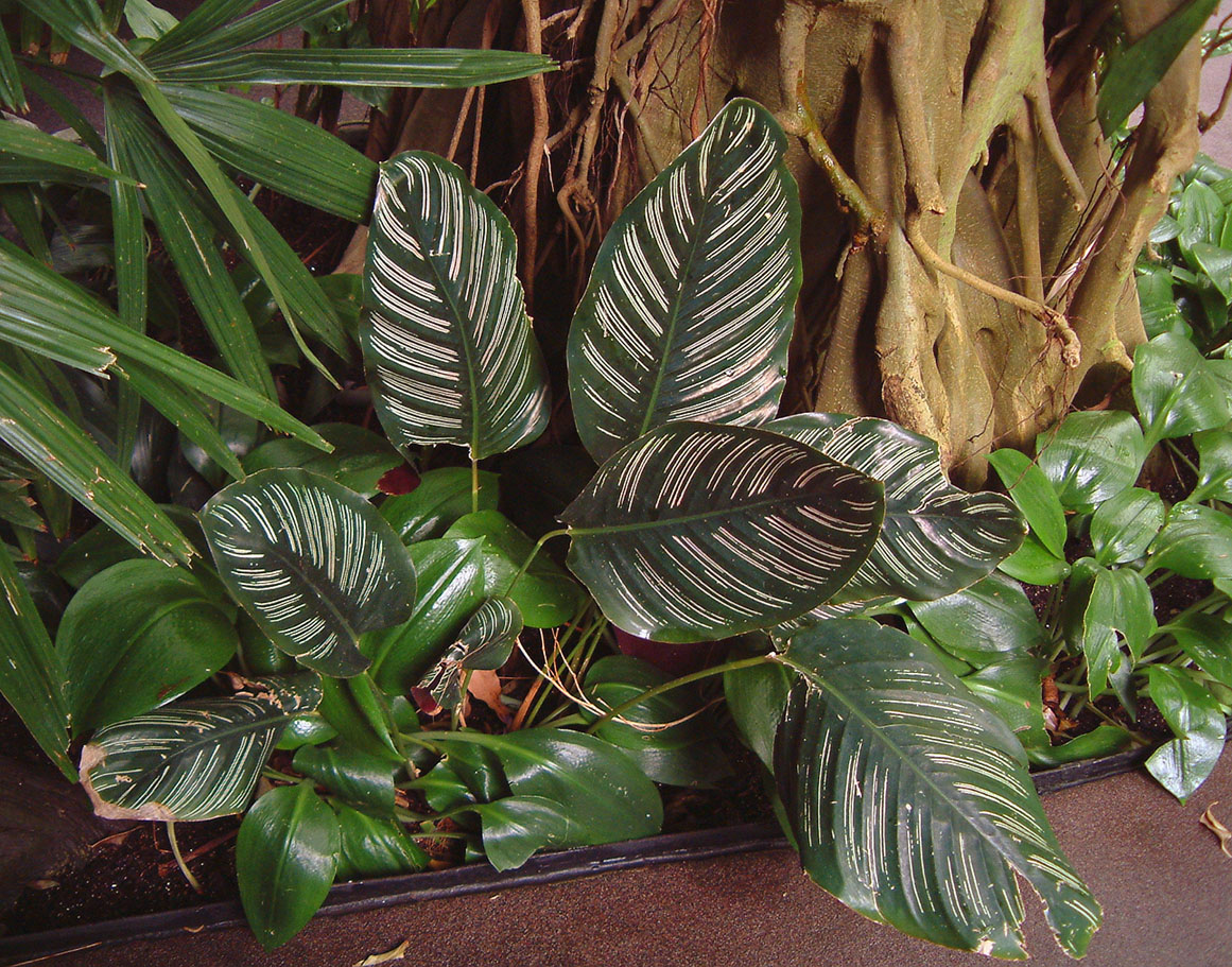 Bright, indirect sunlight plant in. Cala3111