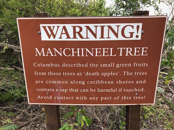 Touching the tree's leaves and branches is known to severely irritate the skin, cause blisters, . The Manchineel Tree Its Story Why You Shouldn T Touch It News Of St John