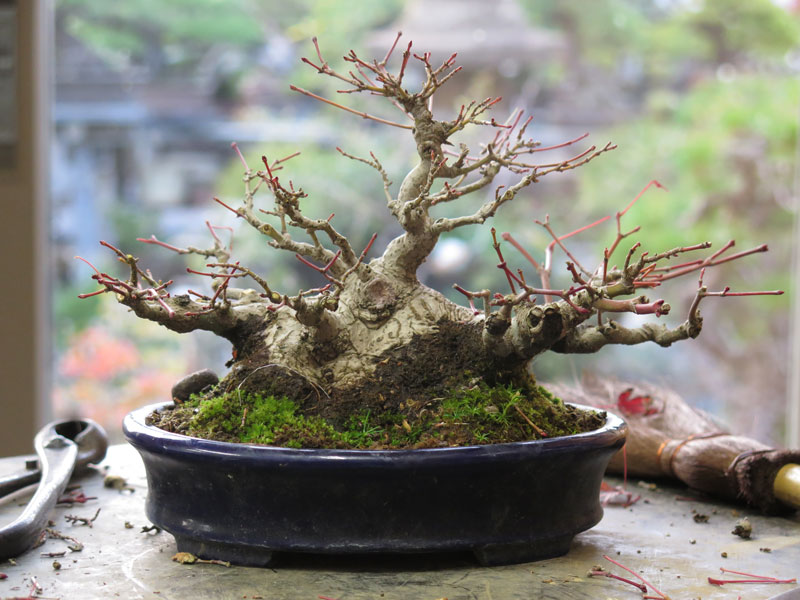 Acer Palmatum Nichigo Bonsai