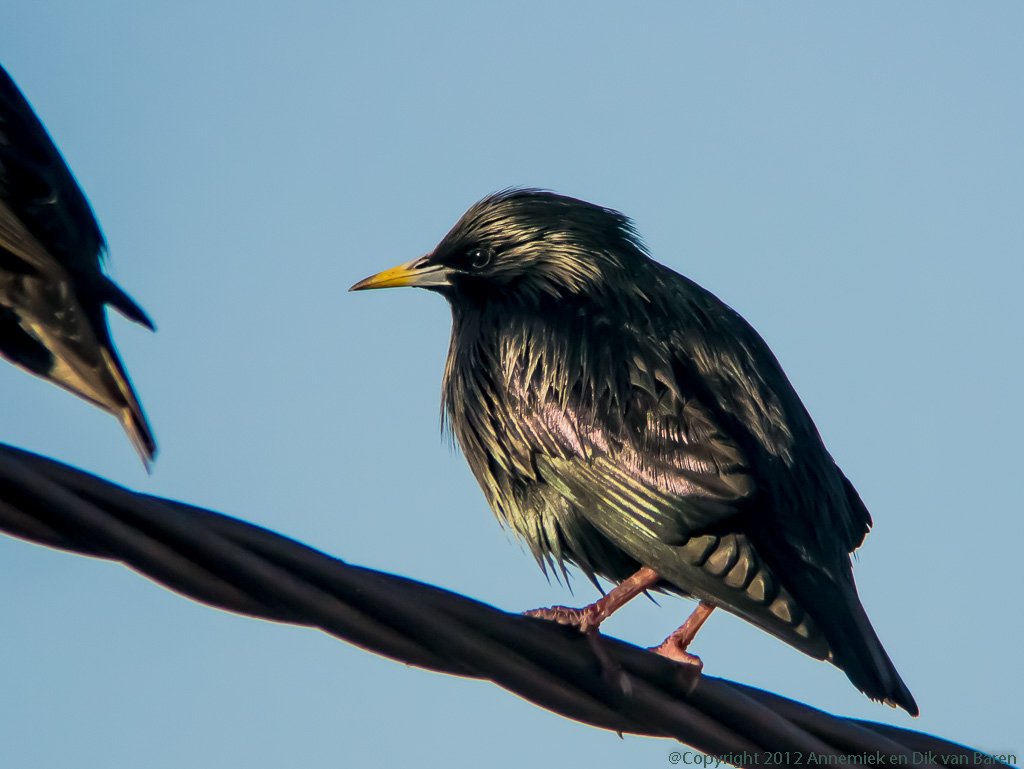 spotless starling