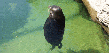 Gif 動物たちのオモシロgifアニメを集めてみたよwww Gif Blog Nobon