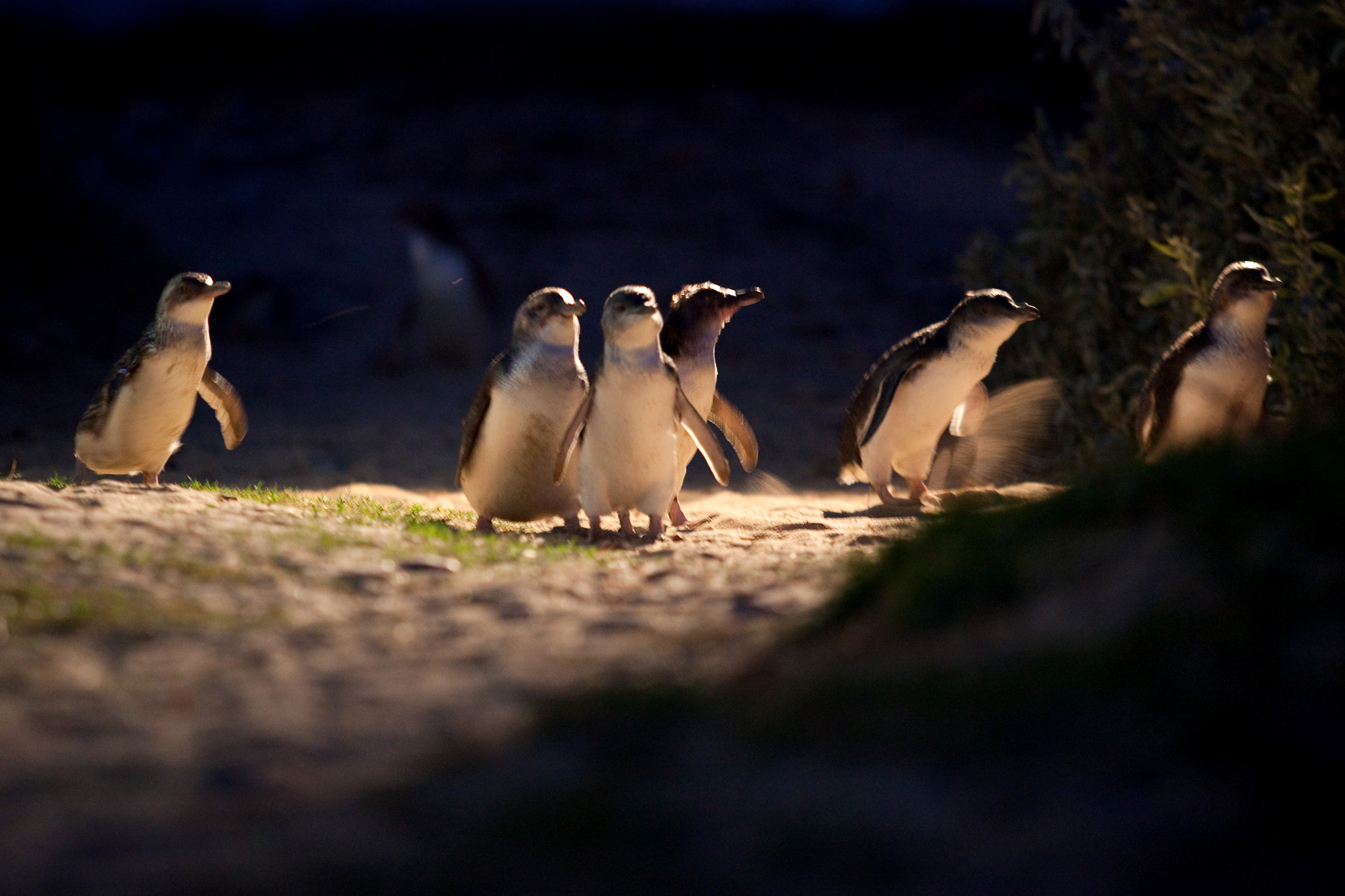 Melbourne Phillip Island Penguin Parade Nomadic Fare • Female Travel