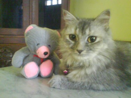 Inilah 9 ciri ciri kucing mau mati. Kucing Persia Dan Turunannya Noorx