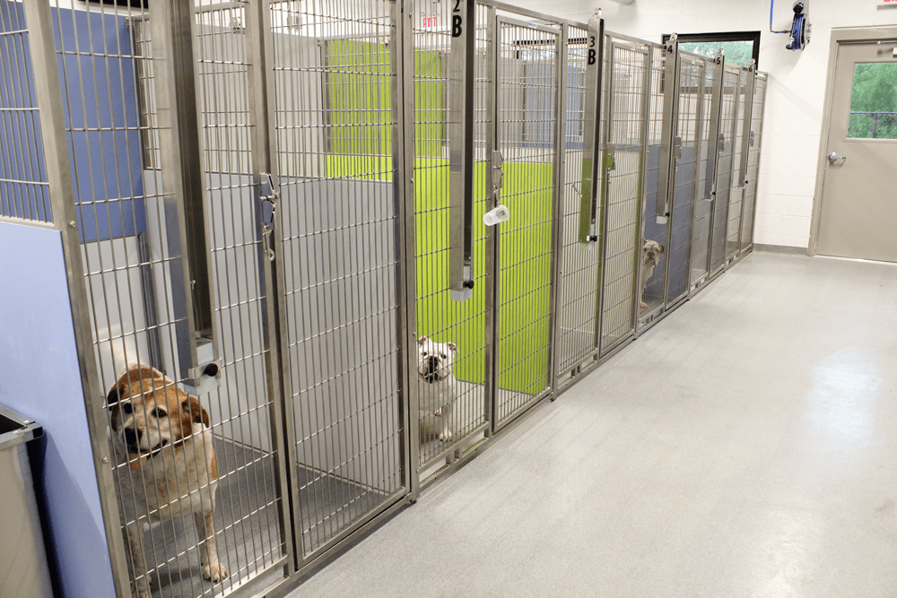 murphy road animal hospital boarding Laws