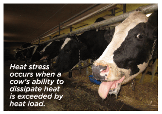 Heat Stress During The Dry Period Has Lasting Negative Effects ...