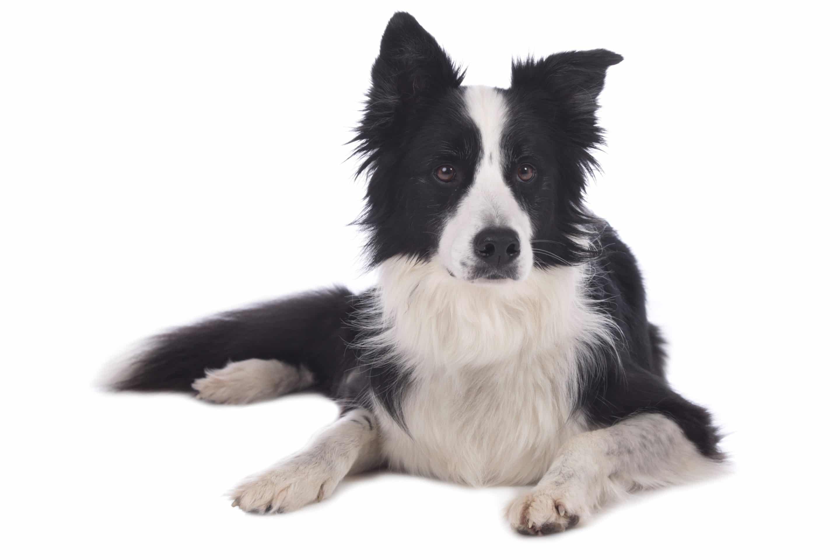 Er braucht unbedingt eine sinnvolle . Border Collie : caractÃ¨re, origine, prix, Ã©ducation et