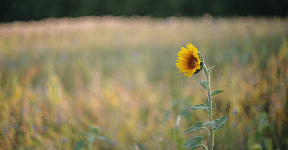 The lives of several individuals intertwine as they . Finding Happiness