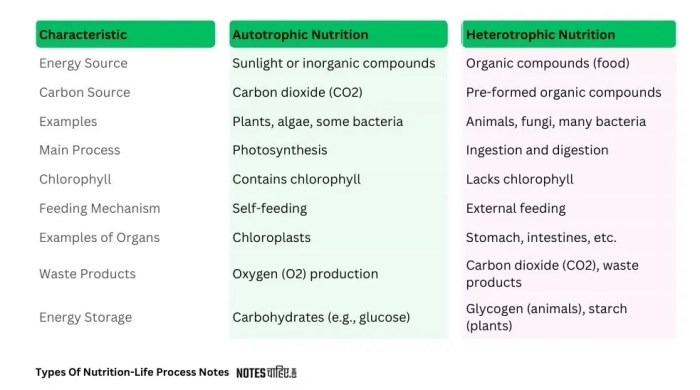 Class 8: Nutrition Part 2 Flashcards | Quizlet Class 8: Nutrition Part 2 Flashcards | Quizlet
