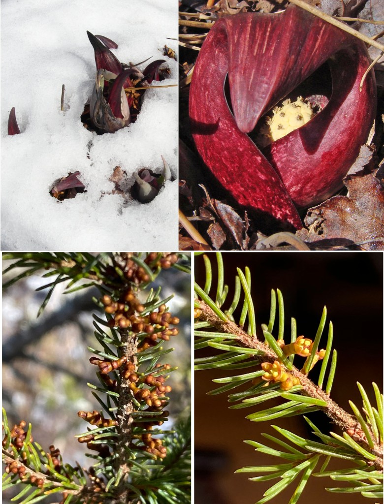 What’s the earliest flowering native plant in Nova Scotia? 29Mar2020 Nova Scotia Forest Notes