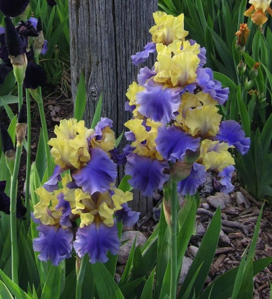 La iris germánica o lirio azul, es una planta herbácea de altísima resistencia que pertenece a la familia de las iridáceas. IRIS FLOR: CARACTERÃSTICAS, SIGNIFICADO, CULTIVO, Y CUIDADO